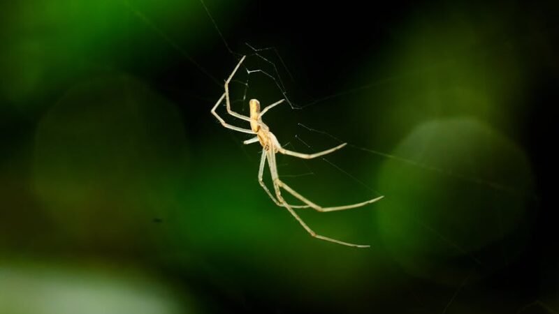 Grease Trap for Septic Tank: Essential Tips You Must Know!