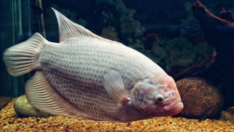 Odors in the Septic Tank? Discover How Septi Fix Solves It!